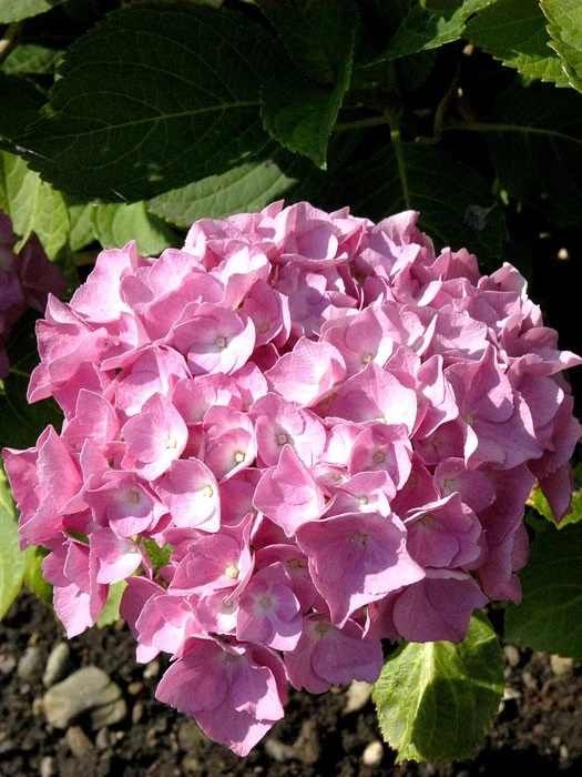 Hydrangea macrophylla 'Bouquet Rose', Bauernhortensie Hydrangea Macrophylla 'Bouquet Rose', Bauernhortensie -Gartenausstattergeschäft hydrangea bouquet