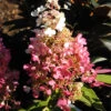 Hydrangea Paniculata 'Pinky Winky'®