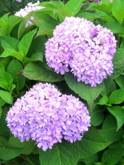 Hydrangea Macrophylla 'Endless Summer Rosa'® -Gartenausstattergeschäft hydrangea endl summer 1 447 80368 2 1280x1280