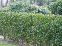 Ilex Meserveae Blue Prince, Stechpalme -Gartenausstattergeschäft ilex blue prince hecke 1280x1280