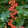 Ilex Aquifolium, Gemeine Stechpalme, Hülse