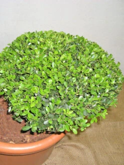 Ilex Crenata Green Hedge - Bonsai, XXL-Produkt -Gartenausstattergeschäft ilex detail3 1280x1280