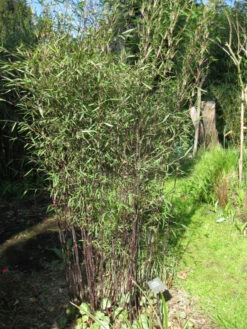 Fargesia Jiuzhaigou 'Deep Purple', Jade Bambus, Rothalmiger Schirm-Bambus 3 Fargesia Jiuzhaigou 'Deep Purple', Jade Bambus, Rothalmiger Schirm-Bambus -Gartenausstattergeschäft jade bambus deep purple 1280x1280