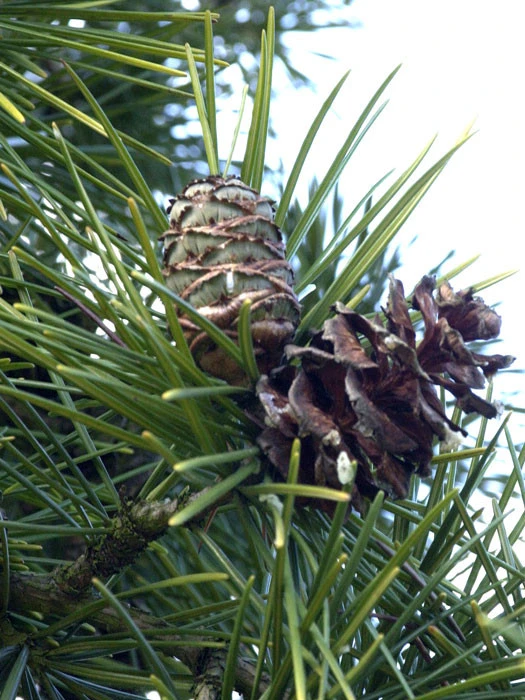 Sciadopitys verticillata, Japanische Schirmtanne Sciadopitys Verticillata, Japanische Schirmtanne -Gartenausstattergeschäft japanische