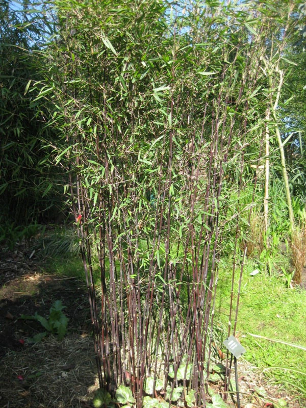 Fargesia jiuzhaigou 'Deep Purple', Jade Bambus, rothalmiger Schirm-Bambus Fargesia Jiuzhaigou 'Deep Purple', Jade Bambus, Rothalmiger Schirm-Bambus -Gartenausstattergeschäft jiuzhaigou deep