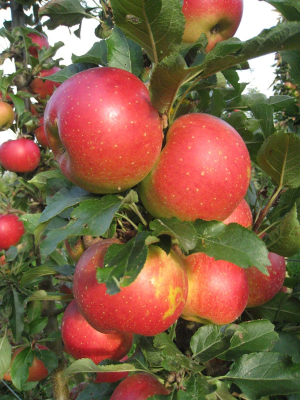 Säulenapfel 'Jucunda' ® Säulenapfel 'Jucunda' ® -Gartenausstattergeschäft jucunda
