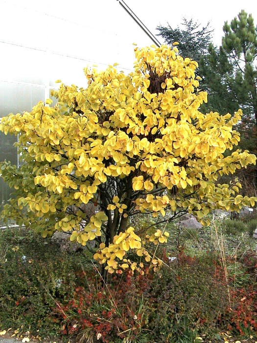 Cercis siliquastrum, Judasbaum Cercis Siliquastrum, Judasbaum -Gartenausstattergeschäft