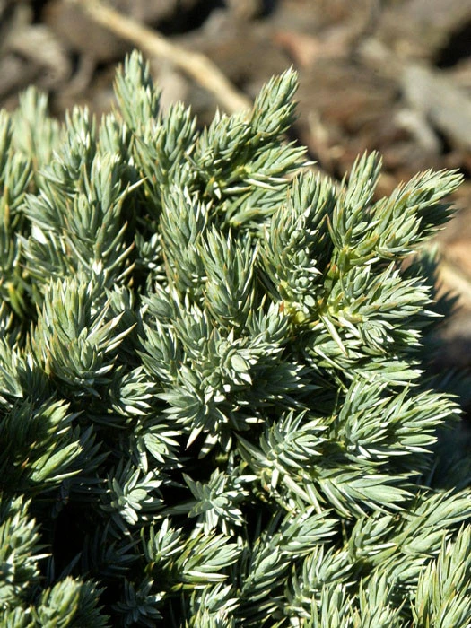 Juniperus squamata 'Blue Star', Blauer Zwerg-Wacholder Juniperus Squamata 'Blue Star', Blauer Zwerg-Wacholder -Gartenausstattergeschäft juniperus blue star