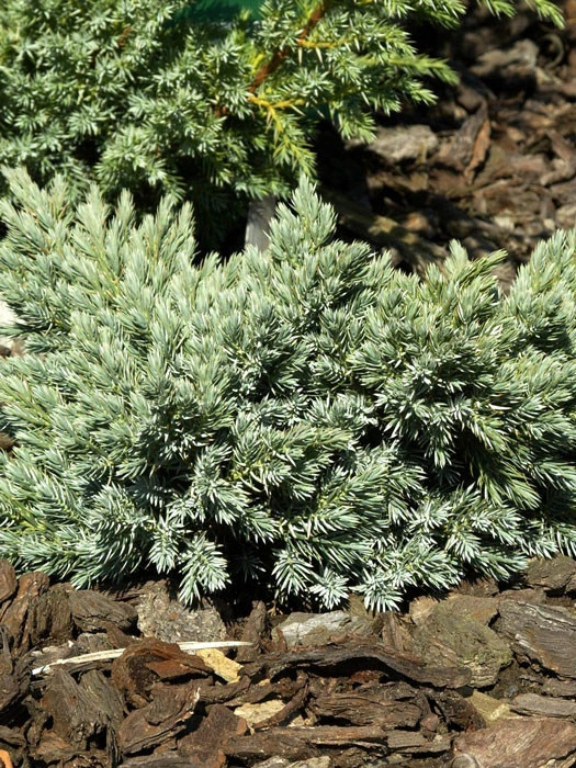 Juniperus squamata 'Blue Star', Blauer Zwerg-Wacholder Juniperus Squamata 'Blue Star', Blauer Zwerg-Wacholder -Gartenausstattergeschäft juniperus blue