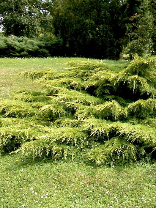 Juniperus media 'Pfitzeriana Aurea', Gelber Pfitzer-Wacholder Juniperus Media 'Pfitzeriana Aurea', Gelber Pfitzer-Wacholder -Gartenausstattergeschäft juniperus pfitzeriana