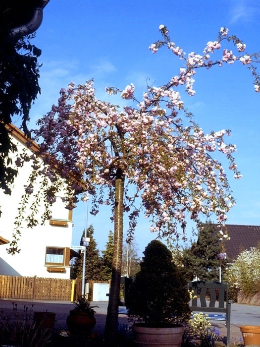 Prunus serrulata 'Kiku-Shidare-Sakura', Japanische Hänge-Nelkenkirsche - Hochstamm Prunus Serrulata 'Kiku-Shidare-Sakura', Japanische Hänge-Nelkenkirsche - Hochstamm -Gartenausstattergeschäft kiku shidare zakura
