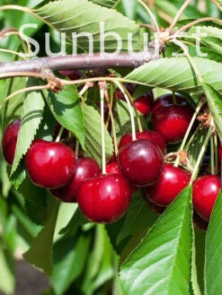 Duo-Kirschbaum - Hedelfinger Riesenkirsche Und Sunburst -Gartenausstattergeschäft kirsche sunburst 2 1280x1280