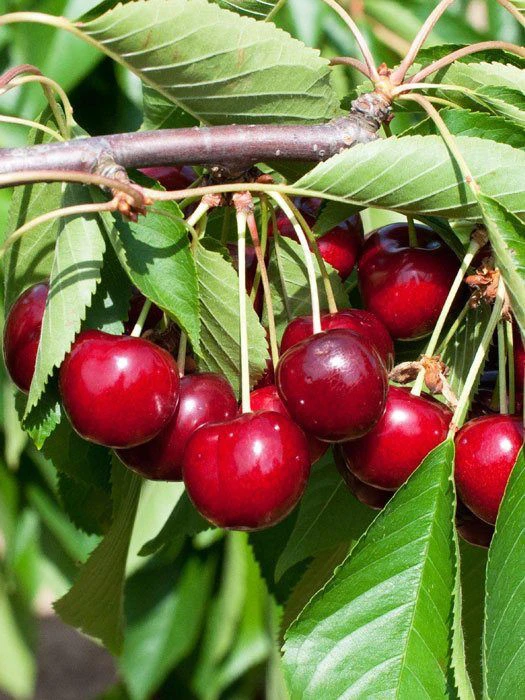 Süßkirsche Sunburst Süßkirsche Sunburst -Gartenausstattergeschäft kirsche