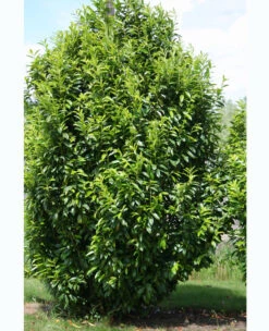 Prunus Laurocerasus Genolia® 'Mariblon', Säulenförmiger Kirschlorbeer 5 Prunus Laurocerasus Genolia® 'Mariblon', Säulenförmiger Kirschlorbeer -Gartenausstattergeschäft kirschlorbeer genolia marib 1280x1280