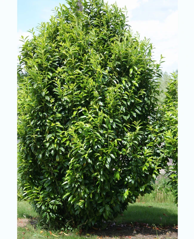 Prunus laurocerasus Genolia® 'Mariblon', Säulenförmiger Kirschlorbeer Prunus Laurocerasus Genolia® 'Mariblon', Säulenförmiger Kirschlorbeer -Gartenausstattergeschäft kirschlorbeer genolia