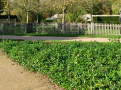 Prunus Laurocerasus 'Mount Vernon', Bodendecker-Kirschlorbeer 2 Prunus Laurocerasus 'Mount Vernon', Bodendecker-Kirschlorbeer -Gartenausstattergeschäft kirschlorbeer mount vernon 1280x1280