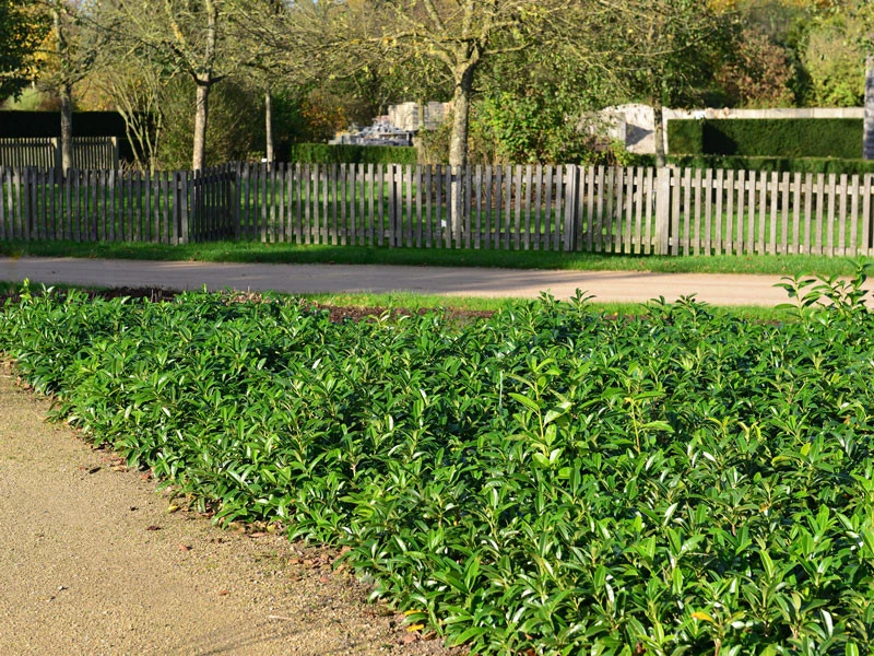 Prunus laurocerasus 'Mount Vernon', Bodendecker-Kirschlorbeer Prunus Laurocerasus 'Mount Vernon', Bodendecker-Kirschlorbeer -Gartenausstattergeschäft kirschlorbeer mount