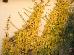 Hydrangea Petiolaris, Kletterhortensie -Gartenausstattergeschäft kletterhortensie 1280x1280