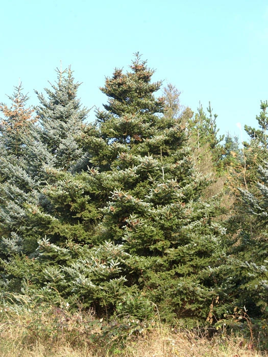 Abies koreana, Korea-Tanne Abies Koreana, Korea-Tanne -Gartenausstattergeschäft korea