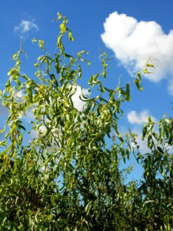 Salix Matsudana 'Tortuosa', Korkenzieherweide