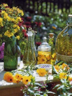 Kräutersortiment Zur Zubereitung Verschiedener Tees Oder Bowlen