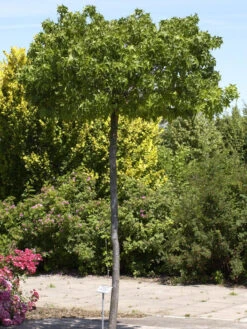 Liquidambar Styraciflua Gumball, Kugel-Amberbaum - Hochstamm