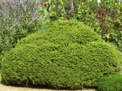 Picea Abies 'Little Gem', Kugel-Fichte, Kissen-Fichte -Gartenausstattergeschäft kugel fichte little gem 1280x1280