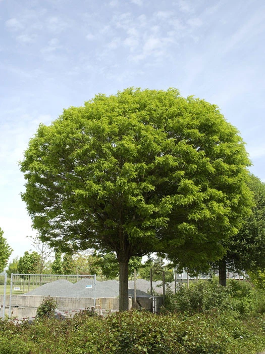 Robinia pseudo. 'Umbraculifera', Kugel-Robinie - Hochstamm Robinia Pseudo. 'Umbraculifera', Kugel-Robinie - Hochstamm -Gartenausstattergeschäft kugel
