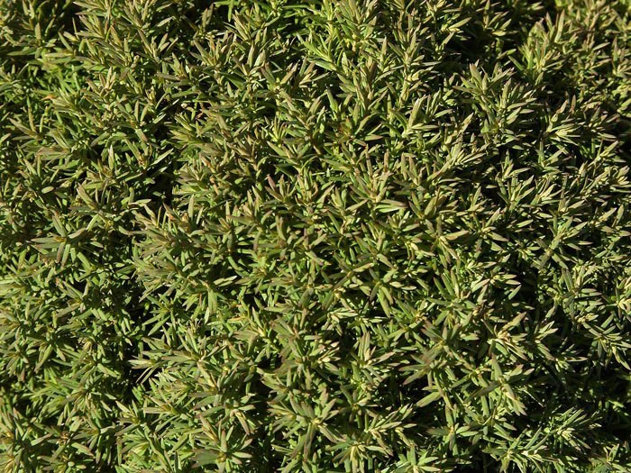Thuja occidentalis 'Teddy', Kuschel-Lebensbaum Thuja Occidentalis 'Teddy', Kuschel-Lebensbaum -Gartenausstattergeschäft kuschel lebensbaum