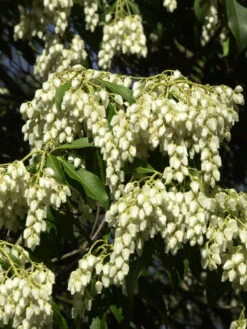 Pieris Japonica, Lavendelheide