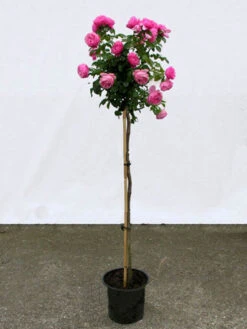 Rosen-Stämmchen Leonardo Da Vinci ® - Meilland 2 Rosen-Stämmchen Leonardo Da Vinci ® - Meilland -Gartenausstattergeschäft leonardo da vinci stamm 1280x1280