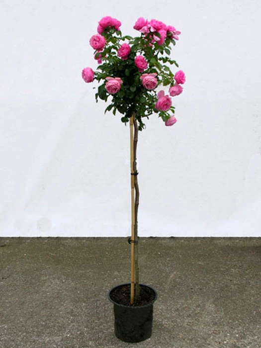 Rosen-Stämmchen Leonardo da Vinci ® - Meilland Rosen-Stämmchen Leonardo Da Vinci ® - Meilland -Gartenausstattergeschäft leonardo da vinci