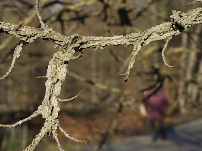 Liquidambar styraciflua, Amberbaum Liquidambar Styraciflua, Amberbaum -Gartenausstattergeschäft liquidambar styraciflua