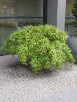 Fargesia Murielae 'Simba', Löwenbambus, Mähnenbambus -Gartenausstattergeschäft loewenbambus 1280x1280