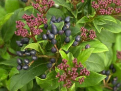 Viburnum Tinus, Lorbeer-Schneeball -Gartenausstattergeschäft lorbeer schneeball 1280x1280