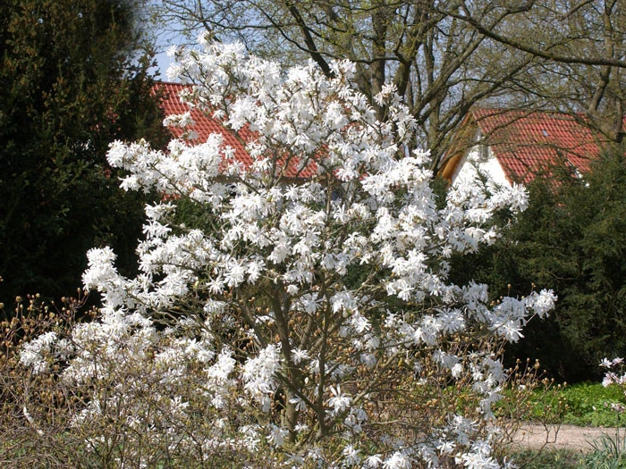 Magnolia stellata, Sternmagnolie Magnolia Stellata, Sternmagnolie -Gartenausstattergeschäft magnolia