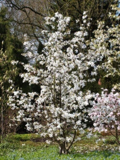 Magnolia Loebneri 'Merrill', Sternmagnolie -Gartenausstattergeschäft magnolie merrill strauch 1280x1280