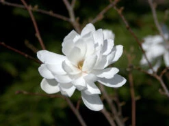 Magnolia Loebneri 'Wildcat', Magnolie -Gartenausstattergeschäft magnolie wildcat 1280x1280