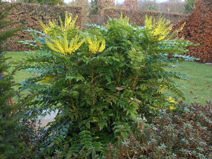 Mahonia media 'Winter Sun', Mahonie Mahonia Media 'Winter Sun', Mahonie -Gartenausstattergeschäft mahonia winter