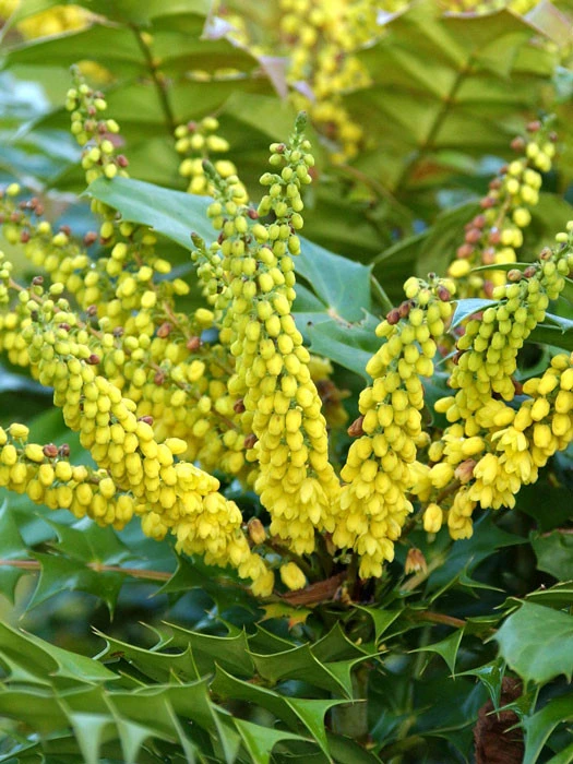 Mahonia media 'Winter Sun', Mahonie Mahonia Media 'Winter Sun', Mahonie -Gartenausstattergeschäft mahonie winter