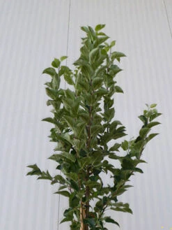 Malus Evereste, Zierapfel - Hochstamm -Gartenausstattergeschäft malus evereste krone55599d089afb8 1280x1280