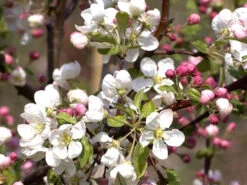 Zierapfel 'Evereste' -Gartenausstattergeschäft malus evereste 1280x1280