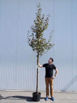 Malus Sargentii 'Rudolph', Zierapfel - Hochstamm -Gartenausstattergeschäft malus rudolph hochstamm 1280x1280