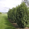 Prunus Laurocerasus Genolia® 'Mariblon', Säulenförmiger Kirschlorbeer