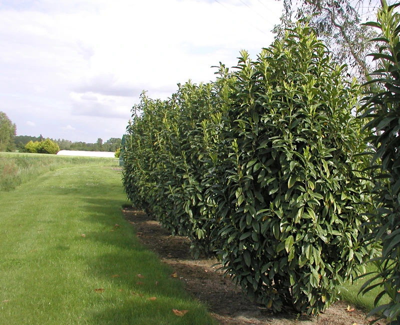 Prunus laurocerasus Genolia® 'Mariblon', Säulenförmiger Kirschlorbeer Prunus Laurocerasus Genolia® 'Mariblon', Säulenförmiger Kirschlorbeer -Gartenausstattergeschäft mariblon genolia