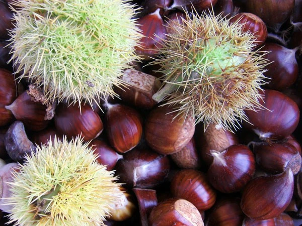 Marone, Edelkastanie, Esskastanie Marone, Edelkastanie, Esskastanie -Gartenausstattergeschäft marone