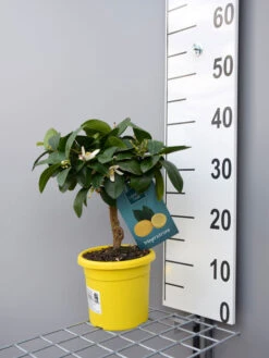 Zitronenbaum 'Meyerzitrone' - Lemon Time® -Gartenausstattergeschäft meyer zitrone klein 1 1280x1280