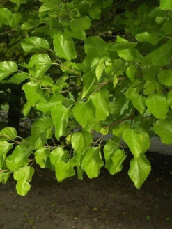 Morus Alba, Weiße Maulbeere -Gartenausstattergeschäft morus alba blatt 1280x1280