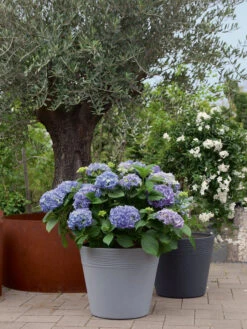 Pflanzkübel Napoli -Gartenausstattergeschäft napoli stimmung 1280x1280