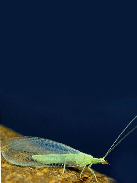 Florfliege (Art.Nr. KB4070) Florfliege (Art.Nr. KB4070) -Gartenausstattergeschäft